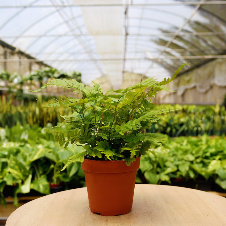 1 Pet Friendly Home Indoor Plant
