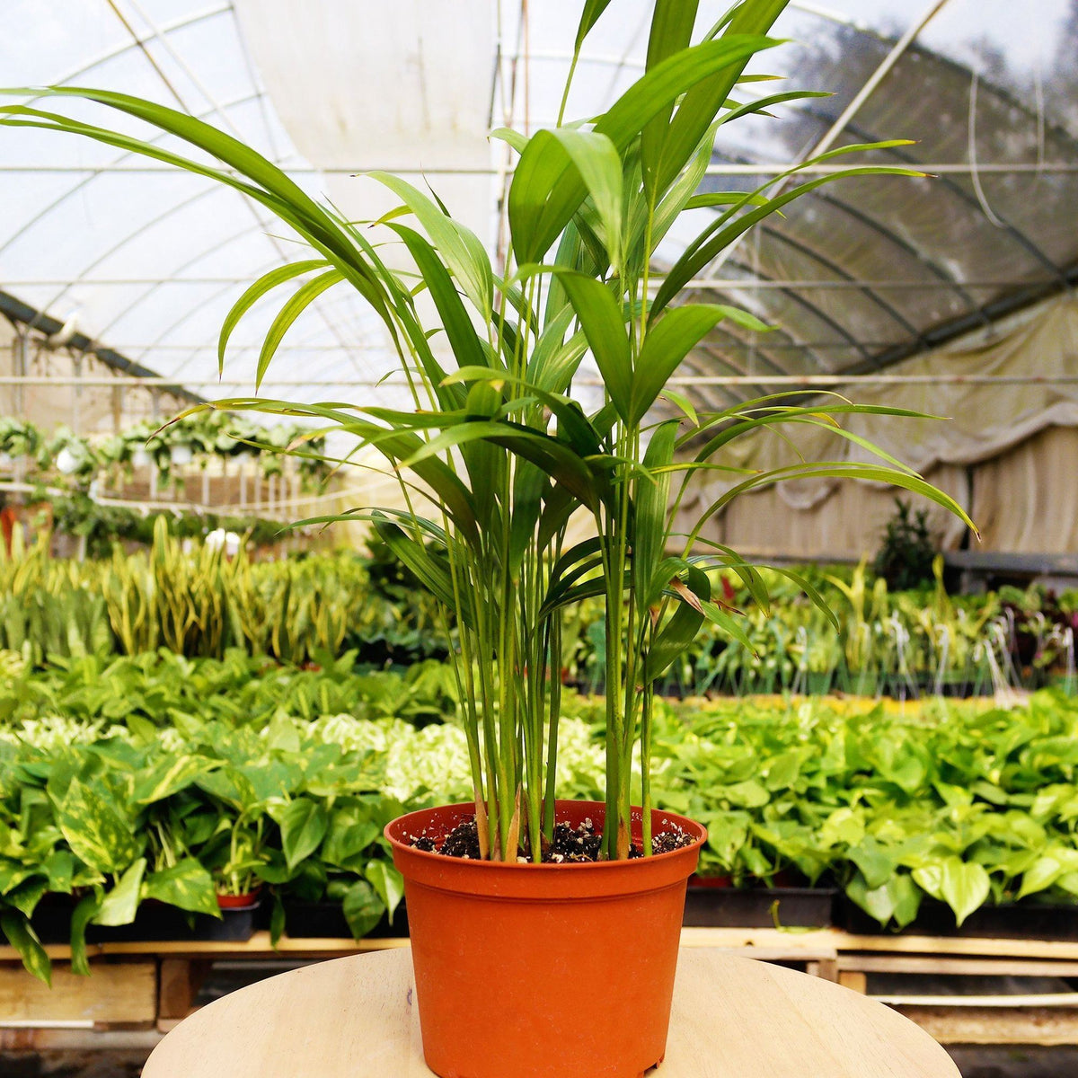 1 Pet Friendly Home Indoor Plant